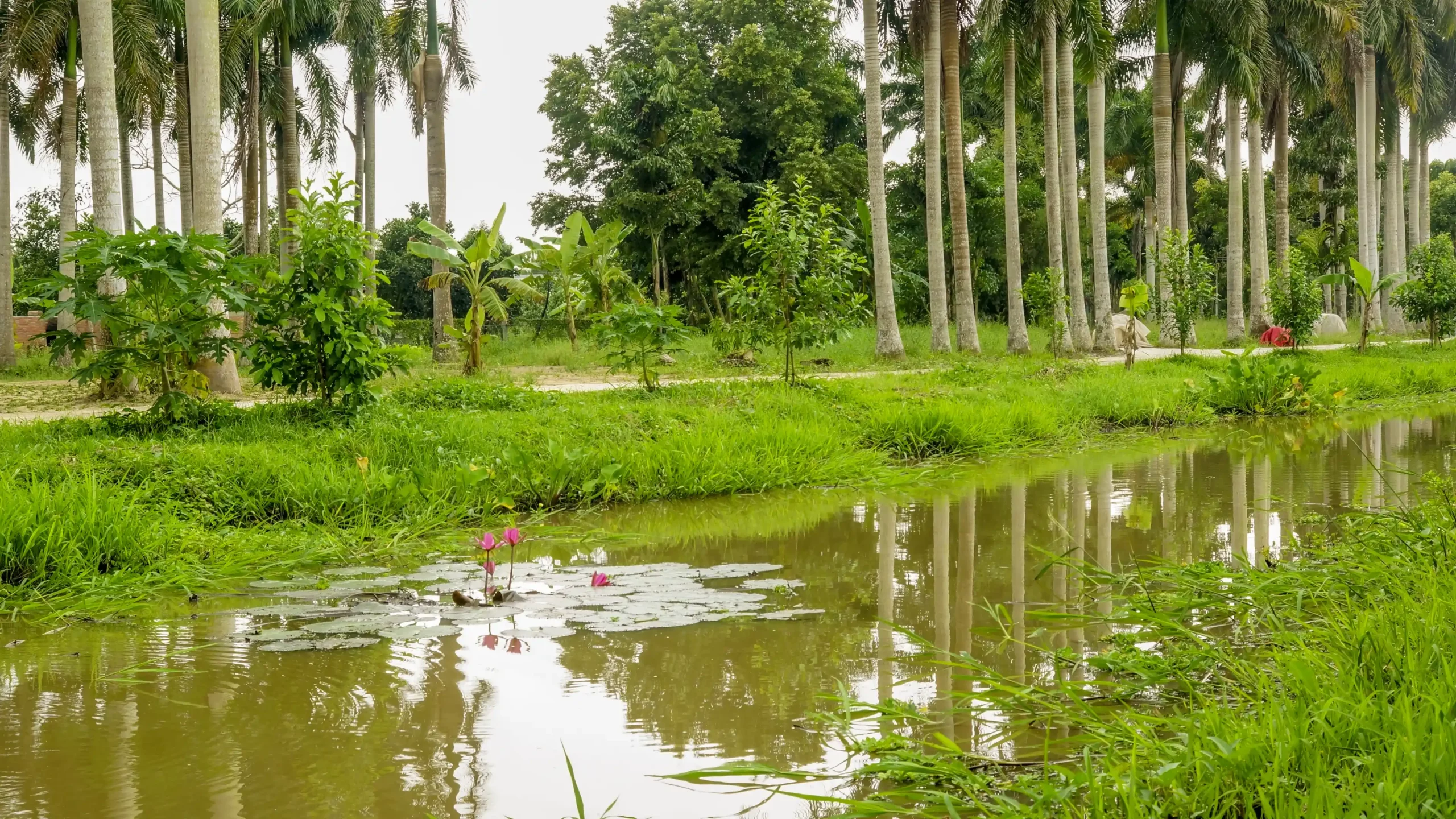 Bao Gia Farm - Chau Thanh Hau Giang