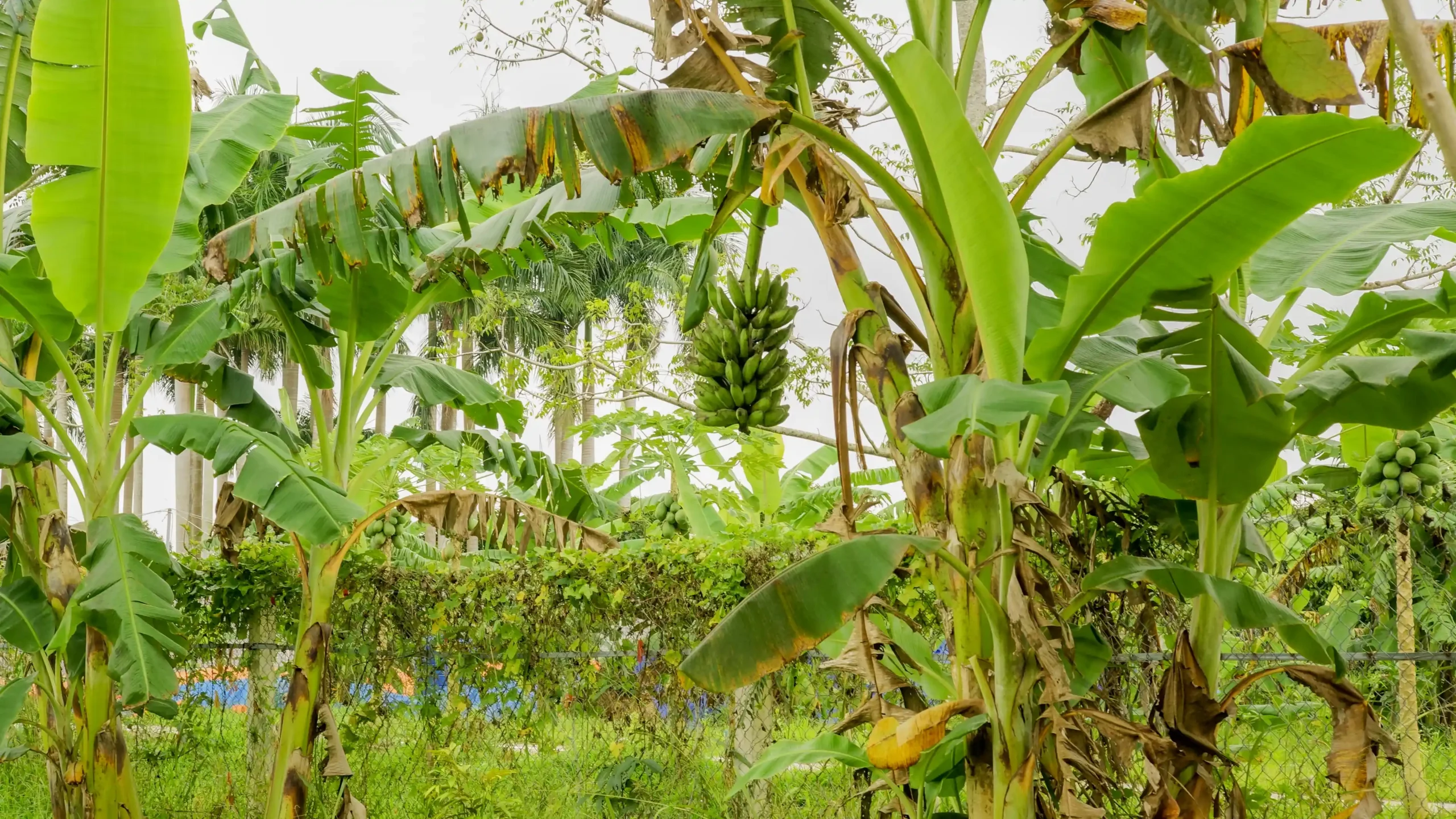 Bao Gia Farm - Chau Thanh Hau Giang