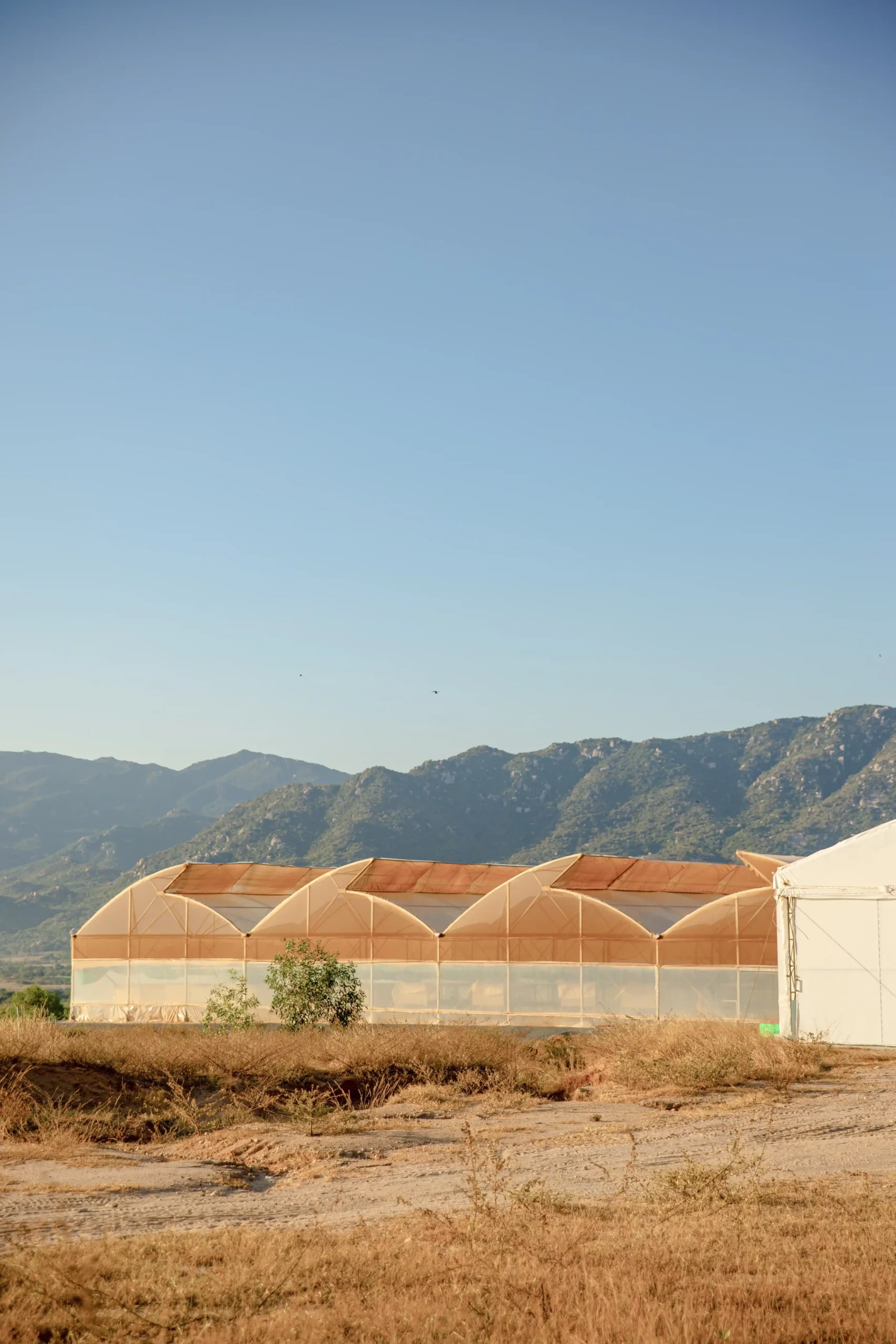 DannyGreen Organic Farm Son Hai - Ninh Thuan