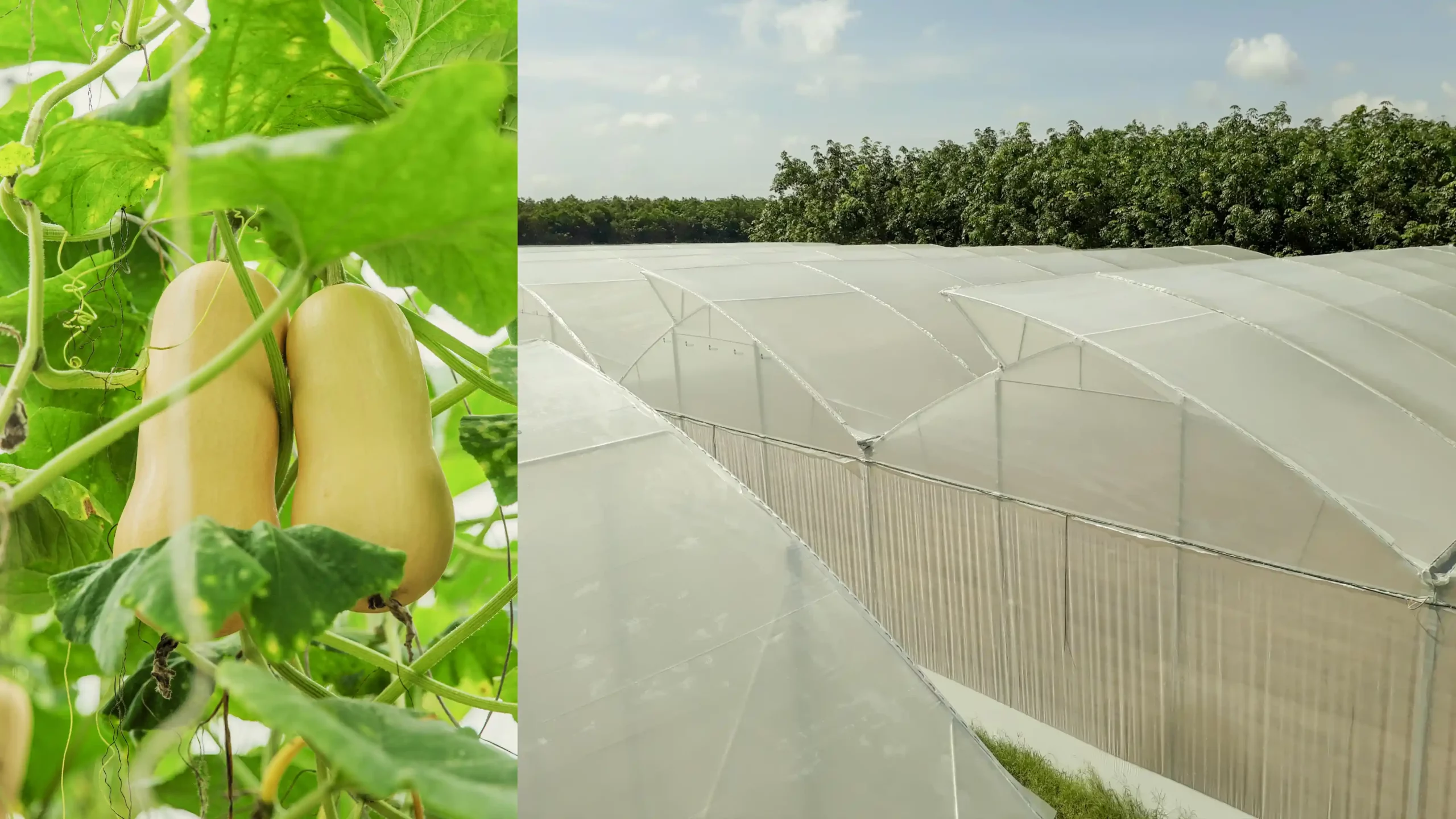 DannyGreen Tay Ninh Organic Farm